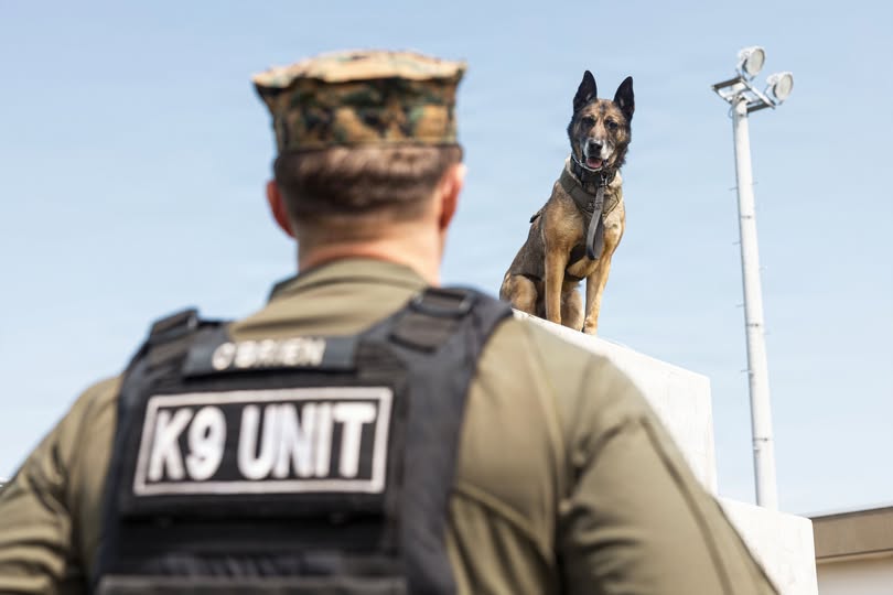 K9